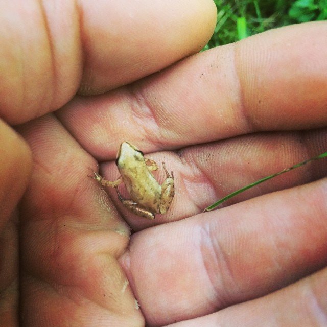 Somehow saw this little guy from the tractor.