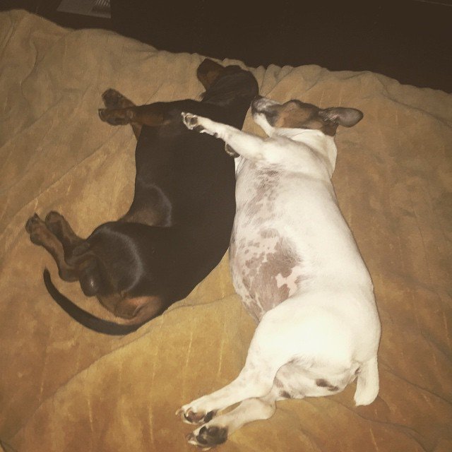 Just found these little devils in bed together. Stella gives Stevie a hard time, but they lurve each other.