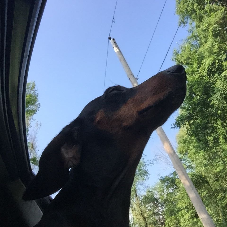 His favorite part of our morning Drive