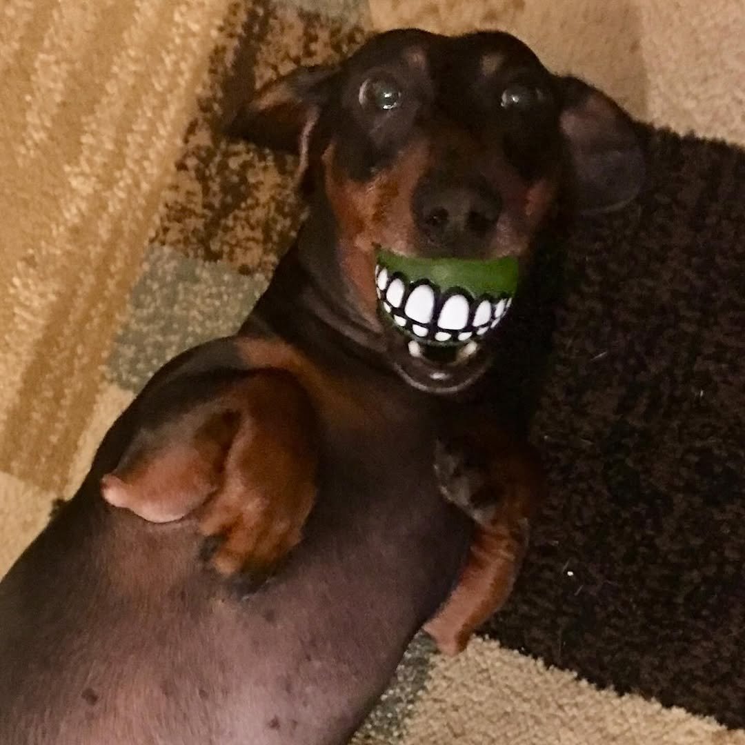 Goodbye, buddy. For 16 years, you have been my sidekick. I’m going to miss you immensely, and all the adventures we traversed together. What the fuck am I going to do with all these ball machines? I love you, until I see you again.