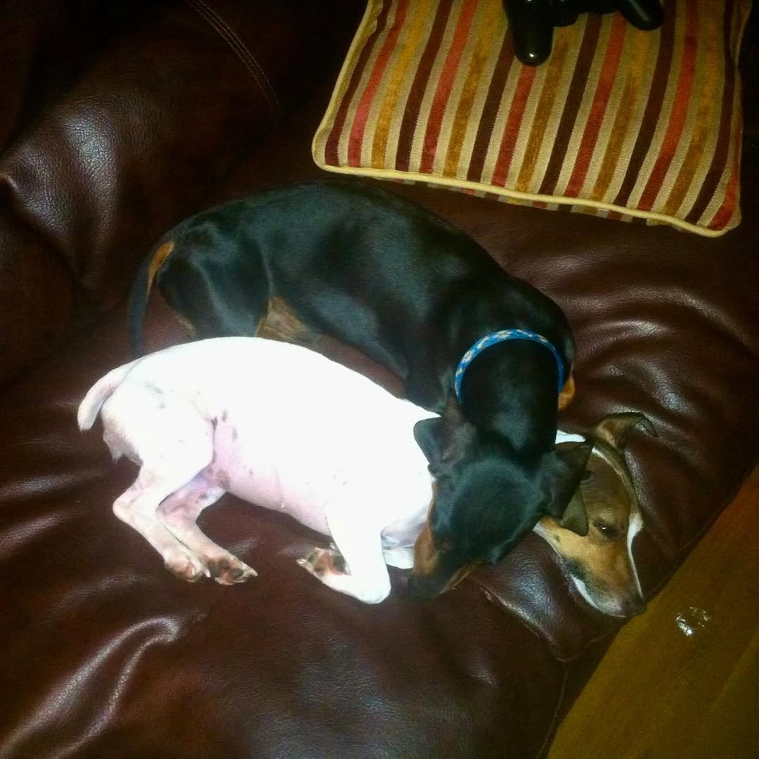 Goodbye, buddy. For 16 years, you have been my sidekick. I’m going to miss you immensely, and all the adventures we traversed together. What the fuck am I going to do with all these ball machines? I love you, until I see you again.