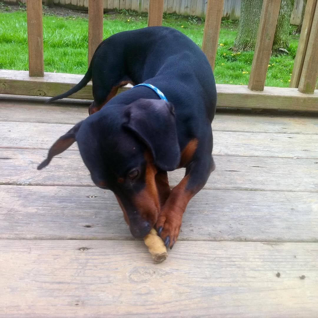 Goodbye, buddy. For 16 years, you have been my sidekick. I’m going to miss you immensely, and all the adventures we traversed together. What the fuck am I going to do with all these ball machines? I love you, until I see you again.