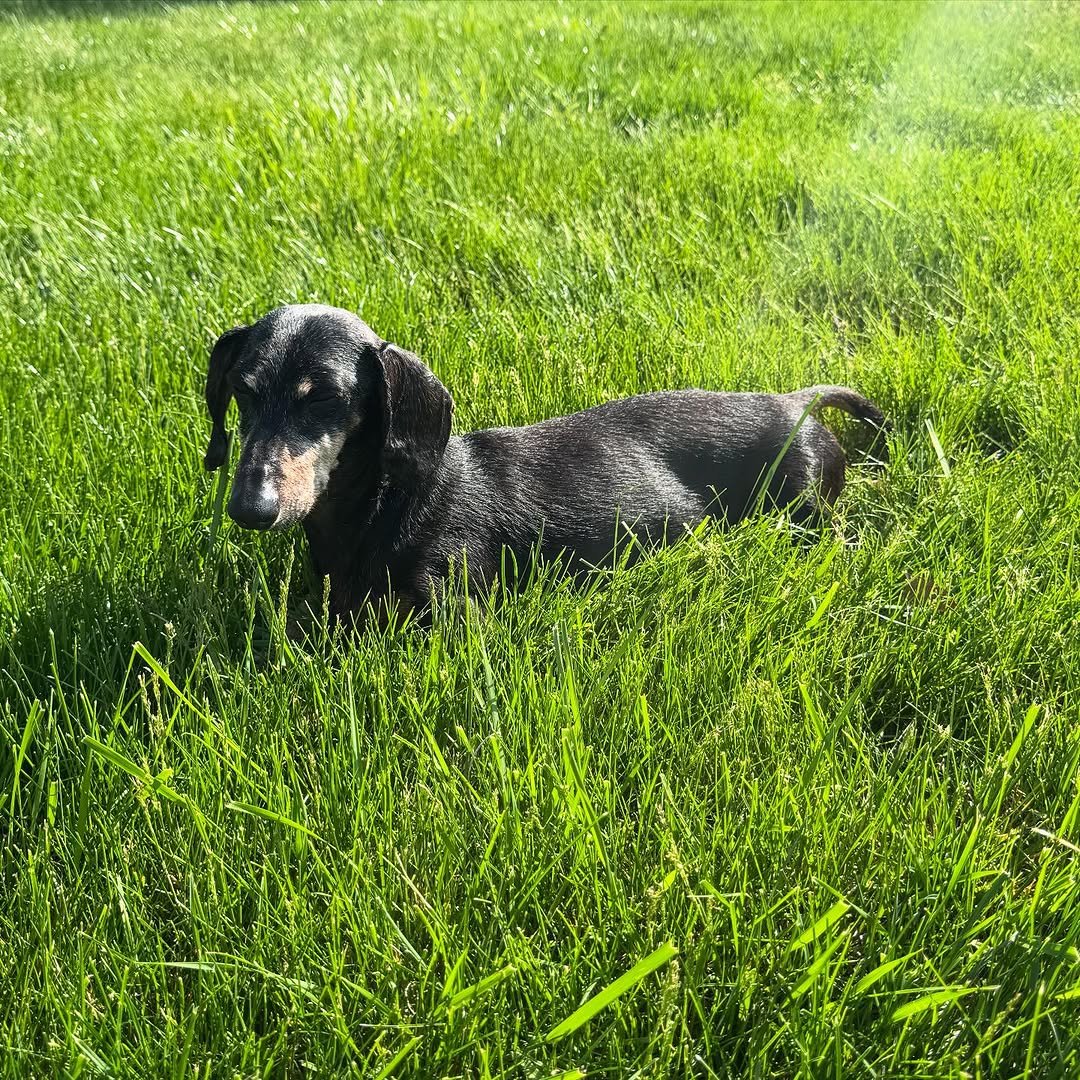 Goodbye, buddy. For 16 years, you have been my sidekick. I’m going to miss you immensely, and all the adventures we traversed together. What the fuck am I going to do with all these ball machines? I love you, until I see you again.