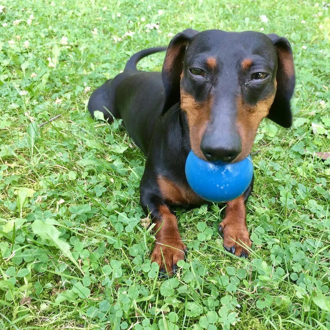Goodbye, buddy. For 16 years, you have been my sidekick. I’m going to miss you immensely, and all the adventures we traversed together. What the fuck am I going to do with all these ball machines? I love you, until I see you again.