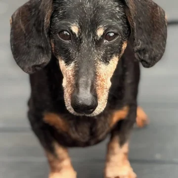 Goodbye, buddy. For 16 years, you have been my sidekick. I’m going to miss yo…