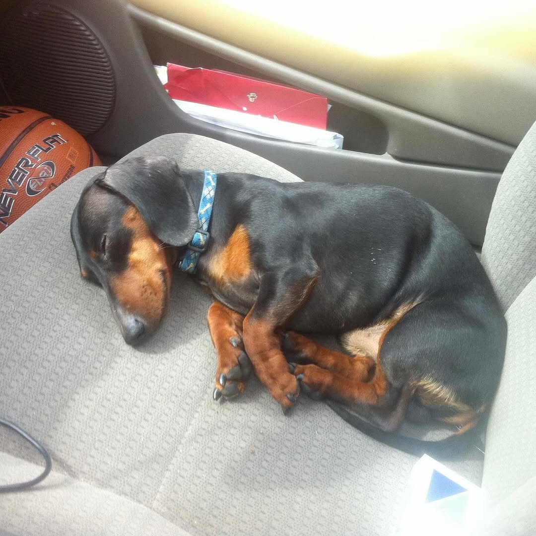 Goodbye, buddy. For 16 years, you have been my sidekick. I’m going to miss you immensely, and all the adventures we traversed together. What the fuck am I going to do with all these ball machines? I love you, until I see you again.