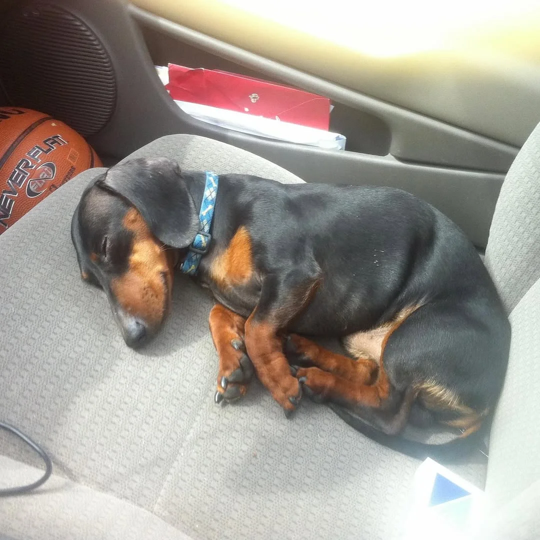 Goodbye, buddy. For 16 years, you have been my sidekick. I’m going to miss you immensely, and all the adventures we traversed together. What the fuck am I going to do with all these ball machines? I love you, until I see you again.