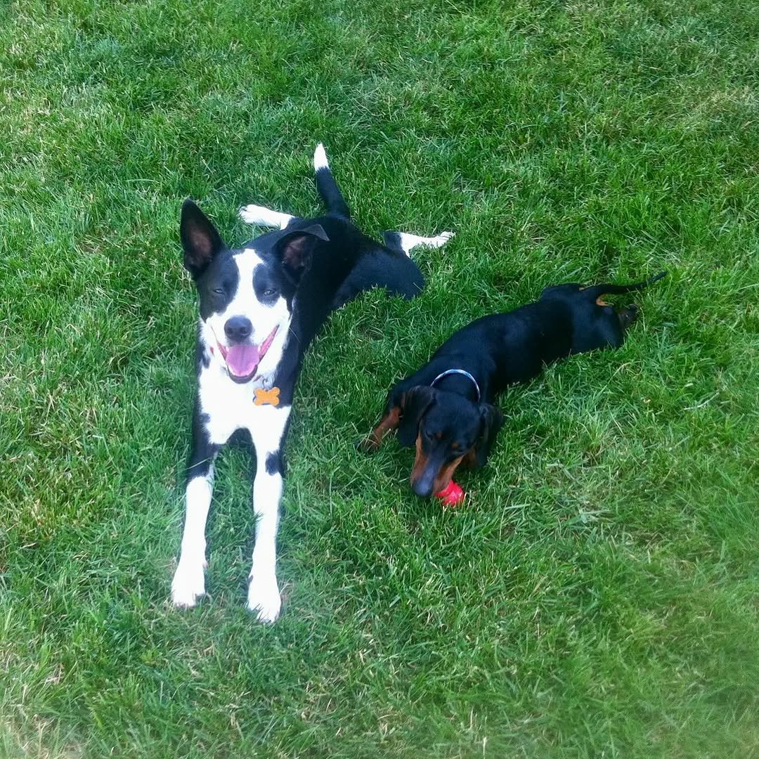 Goodbye, buddy. For 16 years, you have been my sidekick. I’m going to miss you immensely, and all the adventures we traversed together. What the fuck am I going to do with all these ball machines? I love you, until I see you again.