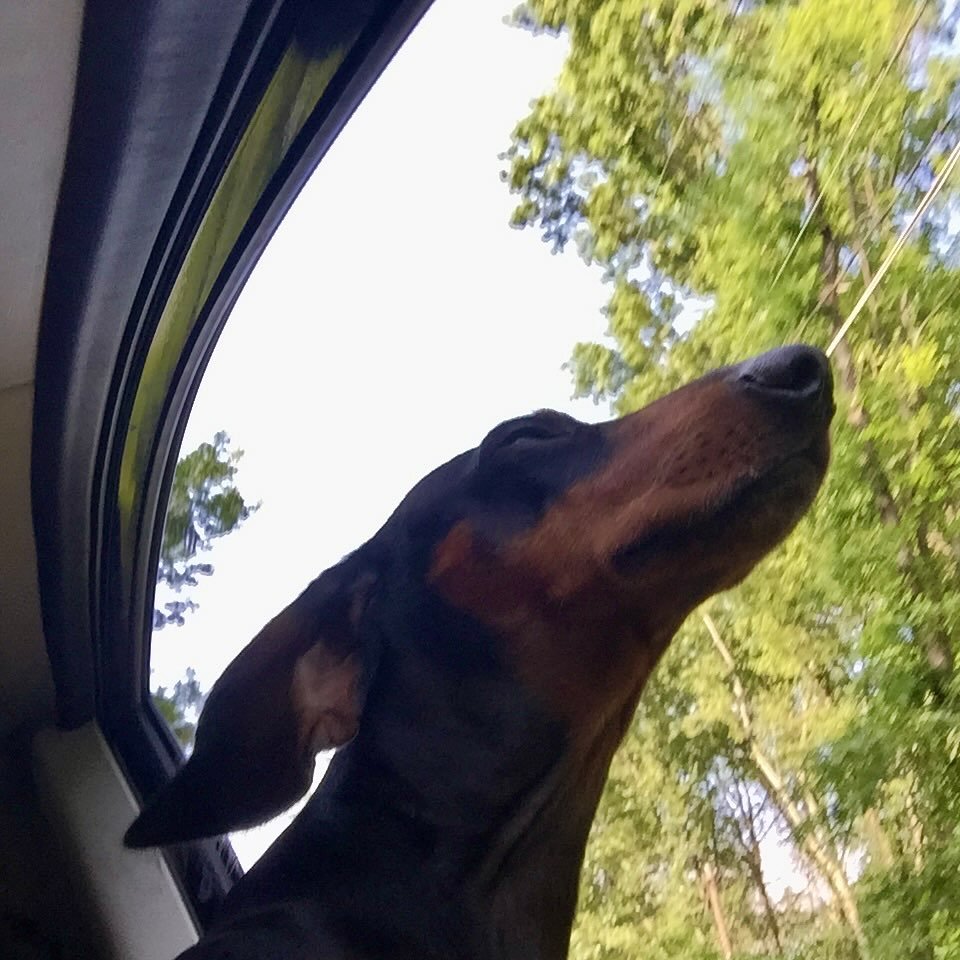 Goodbye, buddy. For 16 years, you have been my sidekick. I’m going to miss you immensely, and all the adventures we traversed together. What the fuck am I going to do with all these ball machines? I love you, until I see you again.