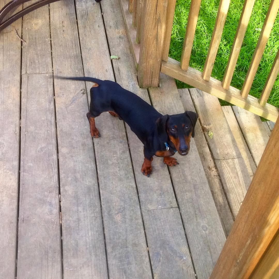 Goodbye, buddy. For 16 years, you have been my sidekick. I’m going to miss you immensely, and all the adventures we traversed together. What the fuck am I going to do with all these ball machines? I love you, until I see you again.