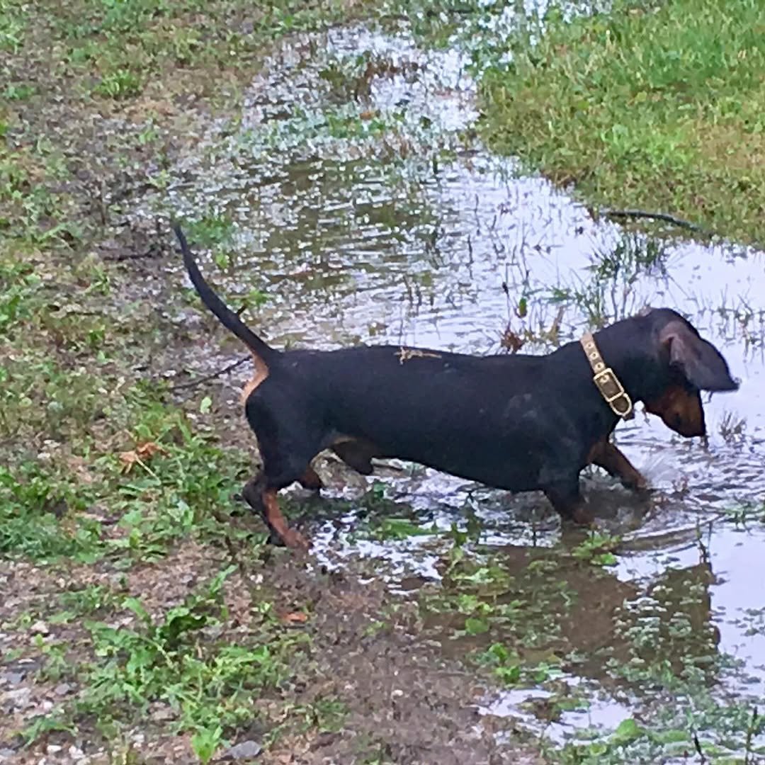 Goodbye, buddy. For 16 years, you have been my sidekick. I’m going to miss you immensely, and all the adventures we traversed together. What the fuck am I going to do with all these ball machines? I love you, until I see you again.