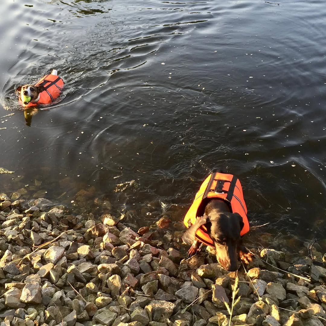 Goodbye, buddy. For 16 years, you have been my sidekick. I’m going to miss you immensely, and all the adventures we traversed together. What the fuck am I going to do with all these ball machines? I love you, until I see you again.