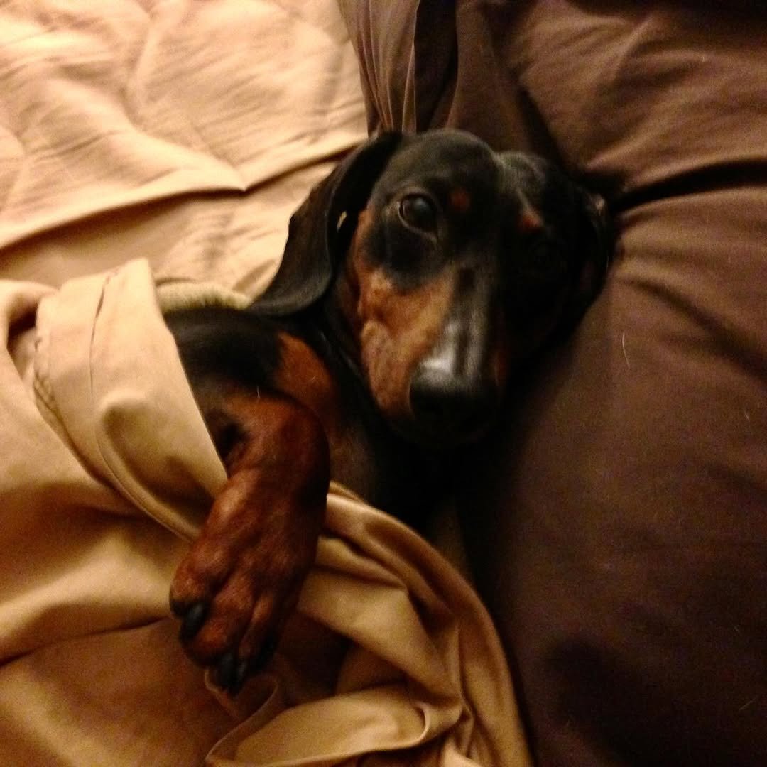 Goodbye, buddy. For 16 years, you have been my sidekick. I’m going to miss you immensely, and all the adventures we traversed together. What the fuck am I going to do with all these ball machines? I love you, until I see you again.