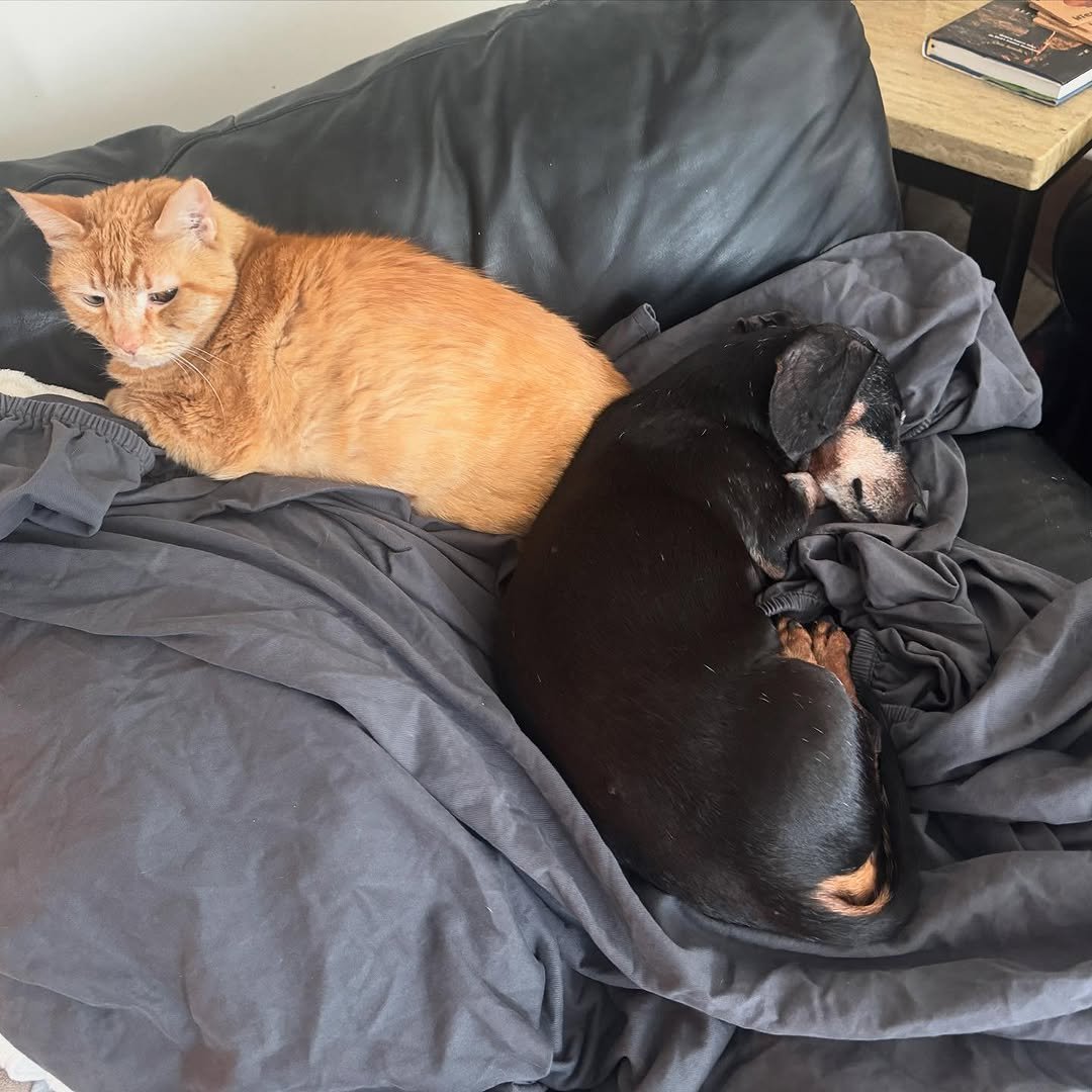 Goodbye, buddy. For 16 years, you have been my sidekick. I’m going to miss you immensely, and all the adventures we traversed together. What the fuck am I going to do with all these ball machines? I love you, until I see you again.