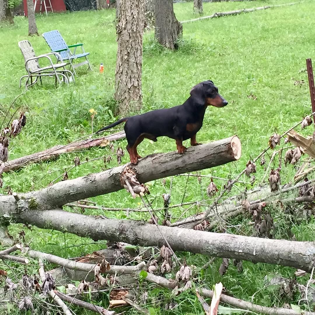 Goodbye, buddy. For 16 years, you have been my sidekick. I’m going to miss you immensely, and all the adventures we traversed together. What the fuck am I going to do with all these ball machines? I love you, until I see you again.