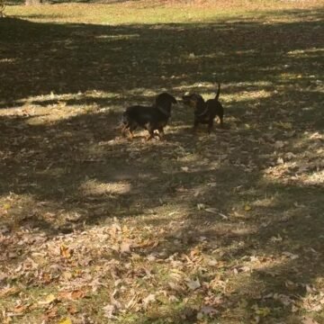[image: Video File]  IMG_1732.MOV